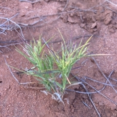 Panicum australiense (Bunch Panic) at Indee, WA - 12 Jul 2022 by MattM