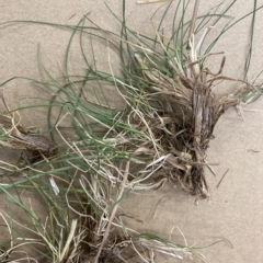 Festuca rubra at Holt, ACT - 8 Dec 2022