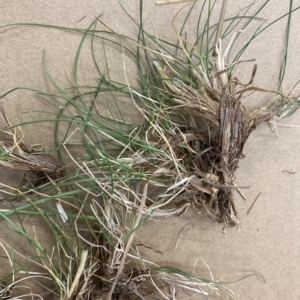 Festuca rubra at Holt, ACT - 8 Dec 2022