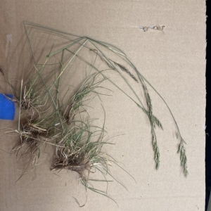 Festuca rubra at Holt, ACT - 8 Dec 2022