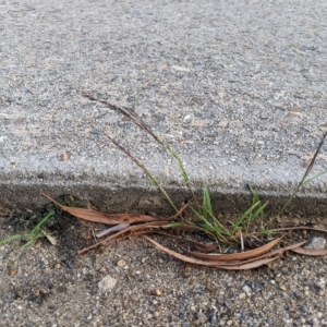 Eragrostis pilosa at Higgins, ACT - suppressed