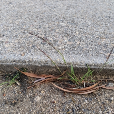 Eragrostis pilosa (Indian Lovegrass) at Higgins, ACT - 15 Mar 2023 by MattM