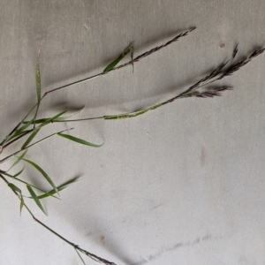 Eragrostis pilosa at Higgins, ACT - suppressed