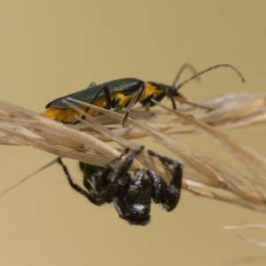 Sandalodes scopifer at Molonglo Valley, ACT - 12 Mar 2023 07:38 PM