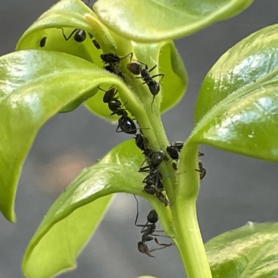 Aphididae (family) (Unidentified aphid) at Canberra, ACT - 15 Mar 2023 by Hejor1