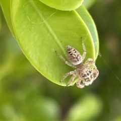 Opisthoncus sp. (genus) (Opisthoncus jumping spider) at Canberra, ACT - 15 Mar 2023 by Hejor1