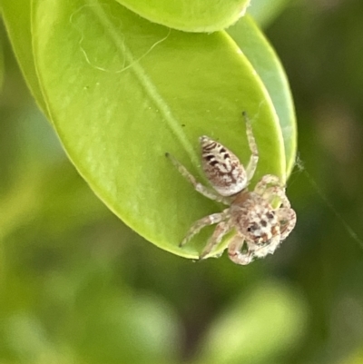 Opisthoncus sp. (genus) (Opisthoncus jumping spider) at Canberra, ACT - 15 Mar 2023 by Hejor1