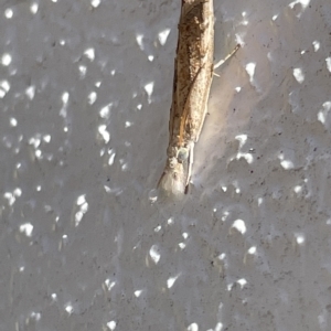 Culladia cuneiferellus at Canberra, ACT - 15 Mar 2023