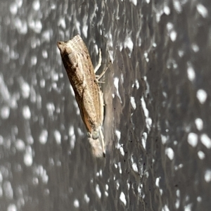 Culladia cuneiferellus at Canberra, ACT - 15 Mar 2023