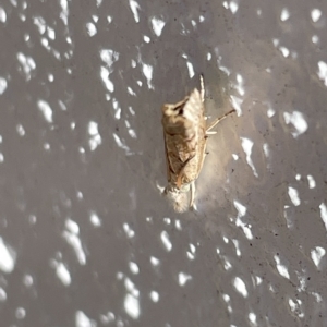 Culladia cuneiferellus at Canberra, ACT - 15 Mar 2023