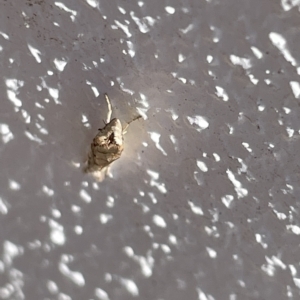 Culladia cuneiferellus at Canberra, ACT - 15 Mar 2023