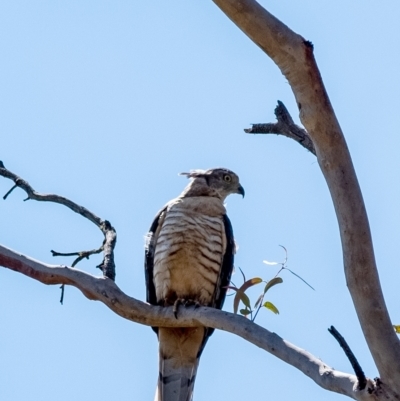 Aviceda subcristata (Pacific Baza) at Penrose, NSW - 15 Mar 2023 by Aussiegall