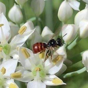 Exoneura sp. (genus) at Dulwich Hill, NSW - 11 Mar 2023