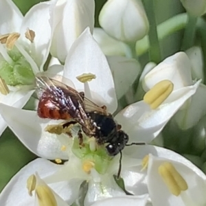 Exoneura sp. (genus) at Dulwich Hill, NSW - 11 Mar 2023