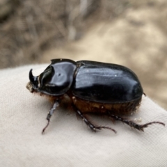 Dasygnathus sp. (genus) (Rhinoceros beetle) at Stromlo, ACT - 14 Mar 2023 by RAllen