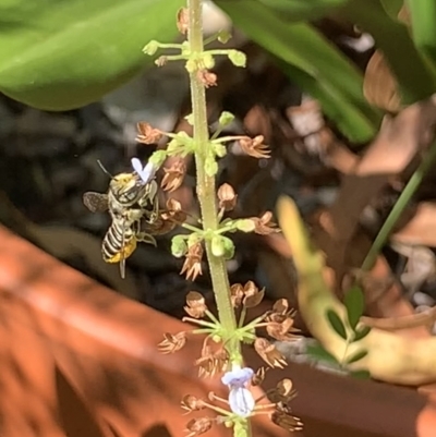 Megachile (Eutricharaea) serricauda (Leafcutter bee, Megachilid bee) at Dulwich Hill, NSW - 11 Mar 2023 by JudeWright