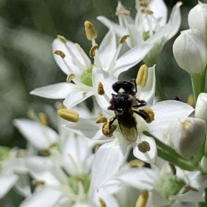 Tetragonula carbonaria at Dulwich Hill, NSW - 11 Mar 2023