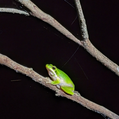 Litoria fallax (Eastern Dwarf Tree Frog) at Milton, NSW - 17 Dec 2020 by MattM