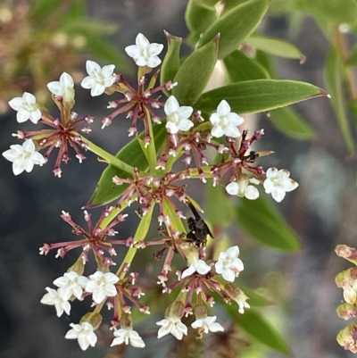 Platysace lanceolata (Shrubby Platysace) at Tinderry, NSW - 14 Mar 2023 by JaneR