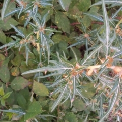 Xanthium spinosum (Bathurst Burr) at Paddys River, ACT - 15 Mar 2023 by MichaelBedingfield