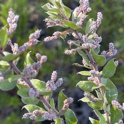 Acacia costiniana at Tinderry, NSW - 14 Mar 2023 by JaneR