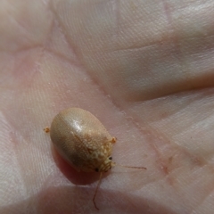 Paropsis atomaria (Eucalyptus leaf beetle) at Emu Creek - 13 Mar 2023 by JohnGiacon