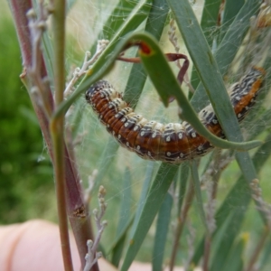 Epipaschiinae immature unidentifiedspecies at Belconnen, ACT - 13 Mar 2023