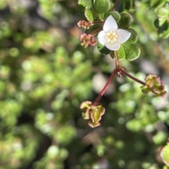 Boronia algida (Alpine Boronia) at Tinderry, NSW - 14 Mar 2023 by JaneR