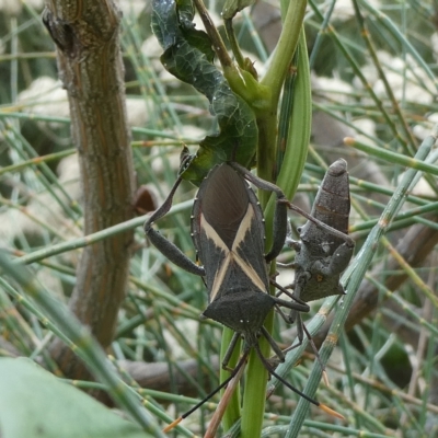 Mictis profana (Crusader Bug) at Flea Bog Flat to Emu Creek Corridor - 13 Mar 2023 by JohnGiacon