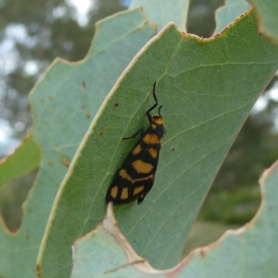 Asura lydia (Lydia Lichen Moth) at Flea Bog Flat to Emu Creek Corridor - 13 Mar 2023 by JohnGiacon