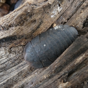 Laxta granicollis at Belconnen, ACT - 14 Mar 2023 04:50 PM