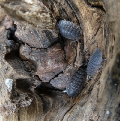 Porcellio scaber (Common slater) at Belconnen, ACT - 14 Mar 2023 by JohnGiacon