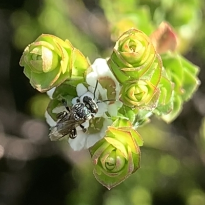 Tetragonula carbonaria (Stingless bee) at Royal National Park - 11 Mar 2023 by JudeWright