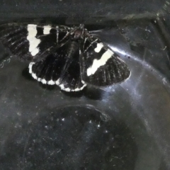 Phalaenoides glycinae (Grapevine Moth) at Flea Bog Flat to Emu Creek Corridor - 15 Mar 2023 by JohnGiacon