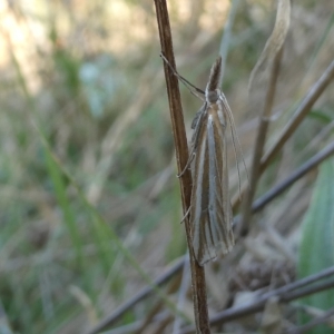 Hednota species near grammellus at Belconnen, ACT - 15 Mar 2023 06:13 PM