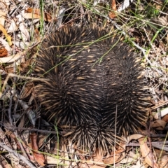 Tachyglossus aculeatus (Short-beaked Echidna) at Penrose, NSW - 15 Mar 2023 by Aussiegall