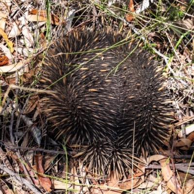 Tachyglossus aculeatus (Short-beaked Echidna) at Penrose, NSW - 15 Mar 2023 by Aussiegall