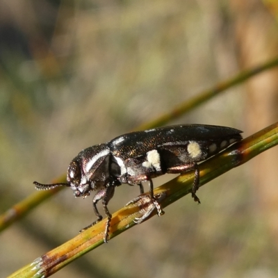 Diphucrania duodecimmaculata (12-spot jewel beetle) at Belconnen, ACT - 15 Mar 2023 by JohnGiacon