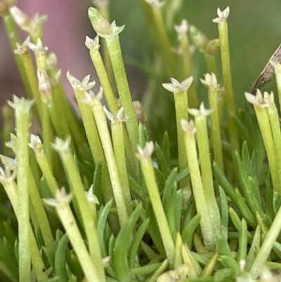 Scleranthus biflorus (Twin-flower Knawel) at Tinderry, NSW - 15 Mar 2023 by JaneR