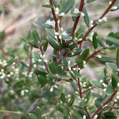Monotoca scoparia (Broom Heath) at Tinderry, NSW - 15 Mar 2023 by JaneR