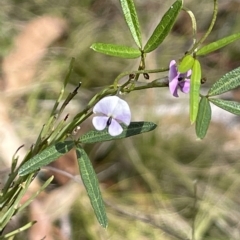 Glycine clandestina (Twining Glycine) at Tinderry, NSW - 15 Mar 2023 by JaneR