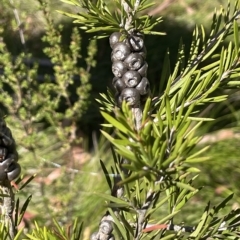 Callistemon pityoides (Alpine Bottlebrush) at Tinderry, NSW - 14 Mar 2023 by JaneR