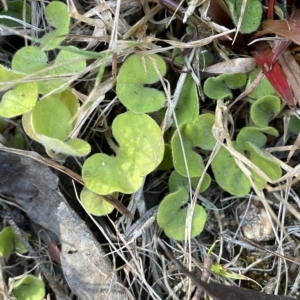 Dichondra repens at Tinderry, NSW - 15 Mar 2023 10:22 AM