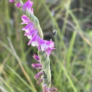 Spiranthes australis at Tinderry, NSW - suppressed