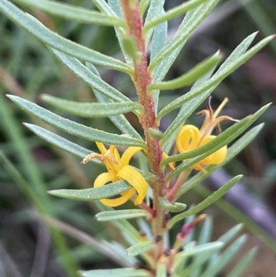 Persoonia chamaepeuce (Dwarf Geebung) at Tinderry, NSW - 14 Mar 2023 by JaneR