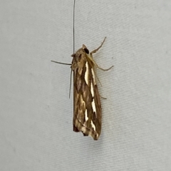 Meyrickella torquesauria (An Eribid Moth) at Jerrabomberra, NSW - 15 Mar 2023 by Steve_Bok