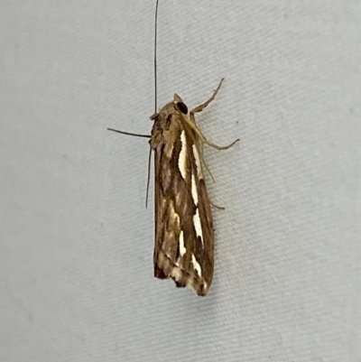 Meyrickella torquesauria (An Eribid Moth) at Jerrabomberra, NSW - 15 Mar 2023 by Steve_Bok