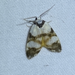 Thallarcha albicollis (Crossed Footman) at Jerrabomberra, NSW - 15 Mar 2023 by SteveBorkowskis