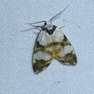 Thallarcha albicollis at Jerrabomberra, NSW - 15 Mar 2023