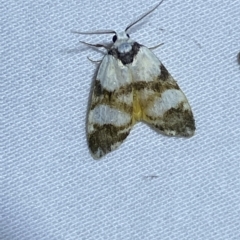 Thallarcha albicollis at Jerrabomberra, NSW - 15 Mar 2023